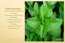 Описание мяты