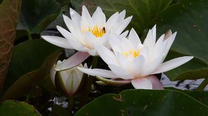 Водяная лилия
