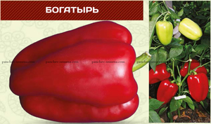Сладкий перец богатырь
