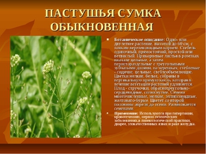 Пастушья сумка