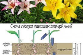 Как рассадить лилии весной в саду
