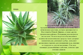 Свойства алоэ вера