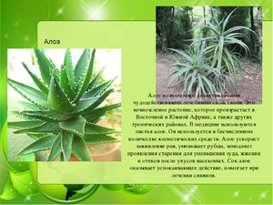 Свойства алоэ вера