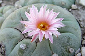 Кактус Лофофора (Lophophora) 