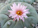 Кактус Лофофора (Lophophora)
