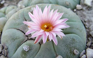 Кактус Лофофора (Lophophora) 