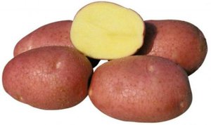 Сорт картофеля Беллароза 