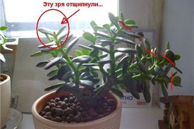 Как вырастить красивое денежное дерево