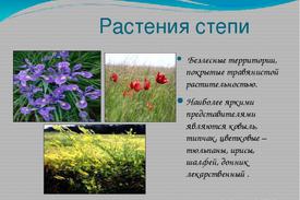 Богатства степи