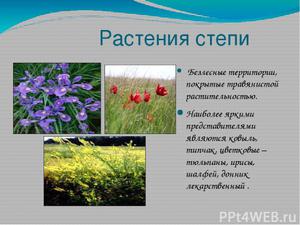 Богатства степи