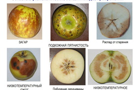Болезни яблок