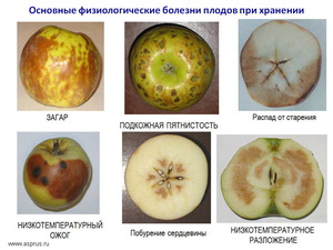 Болезни яблок