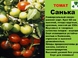 Сорт томатов Санька