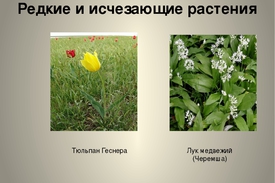 Список вымирающих растений