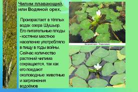Растение водяной орех