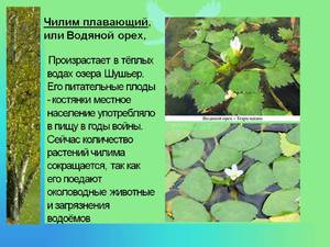 Растение водяной орех