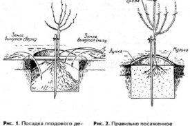 Как посадить яблоню