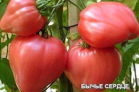 Томат сорта бычье сердце
