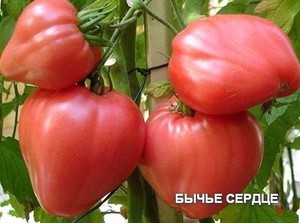 Томат сорта бычье сердце