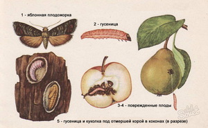Яблоневая плодожорка