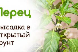Посадка  рассады перца в грунт