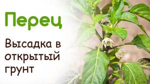 Посадка  рассады перца в грунт