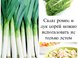 Описание сорта лука
