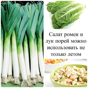 Описание сорта лука