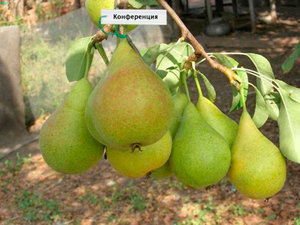   Конференция - осенний сорт груши