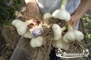 Сорт чеснока