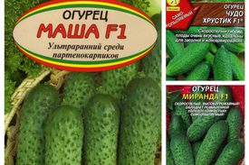 Характеристика сорта Маша