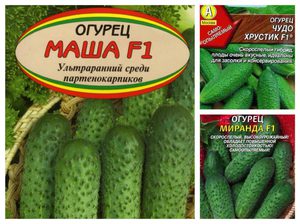 Характеристика сорта Маша