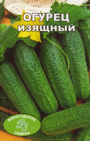 Сорт огурца изящный на грядках