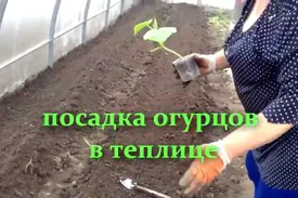 Огурцы в теплице для выращивания