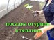 Огурцы в теплице для выращивания