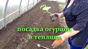 Огурцы в теплице для выращивания