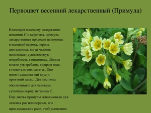 Свойства растения первоцвет