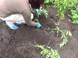 Время посадки помидоров