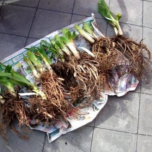 Особенности посадки растения