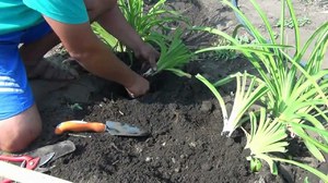 Посадка лилейников