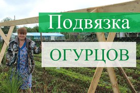 Как подвязать огурцы на грядке