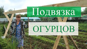 Как подвязать огурцы на грядке