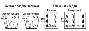 Яровая и озимая посадка чеснока