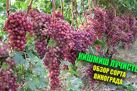 Обзор сорта винограда Кишмиш Лучистый