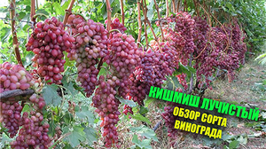 Обзор сорта винограда Кишмиш Лучистый