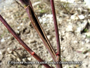 Саженцы роз