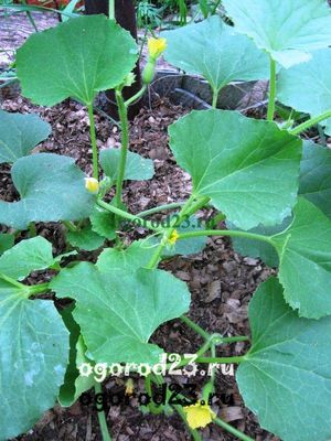 Подготовка рассады