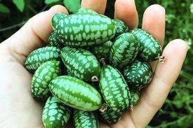 Растение Мелотрия шершавая