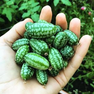 Растение Мелотрия шершавая