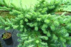 Как вырастить лиственницу